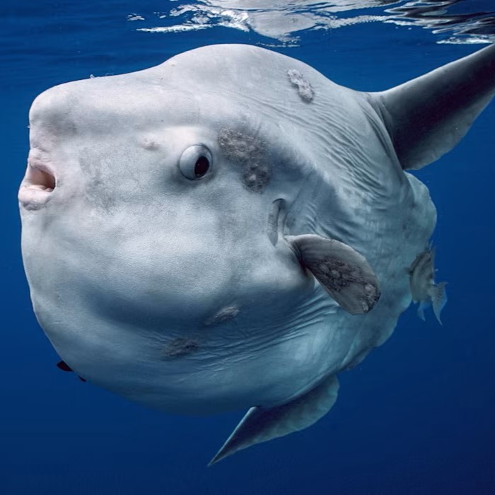 Not Your Average Fish: Meet the Ocean Sunfish (Mola Mola)!